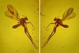Detailed Fossil Fungus Gnat (Mycetophilidae) In Baltic Amber #170089-1